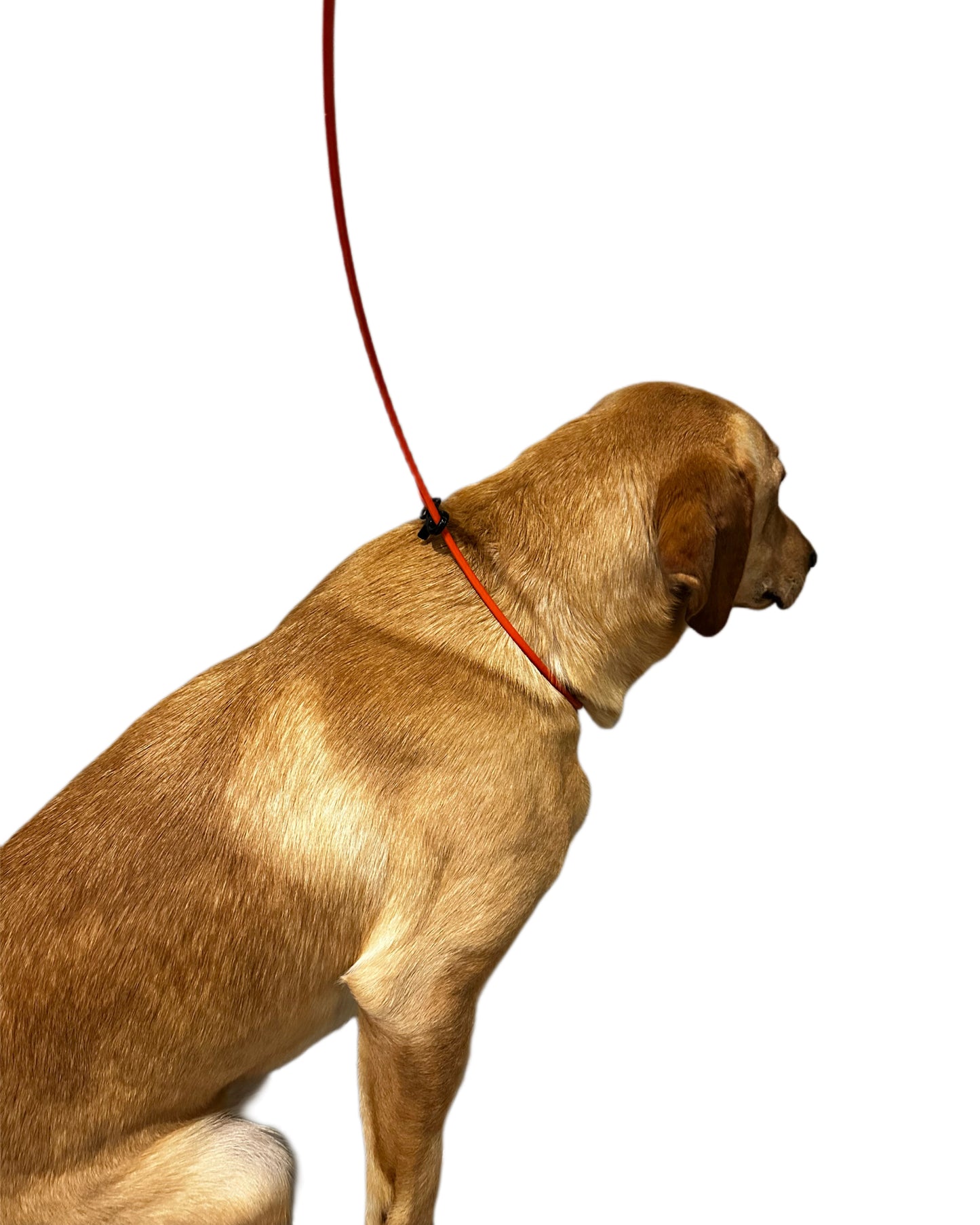 FCS Dog Tie/Leash